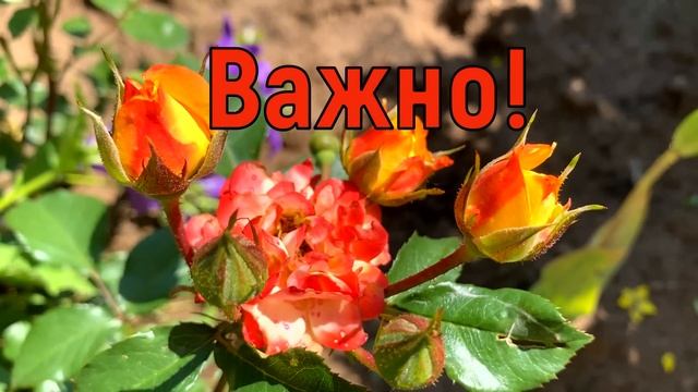 13 июля Двенадцать Апостолов. Собор 12 Апостолов. Что нельзя делать. Народные традиции и приметы смотреть онлайн
