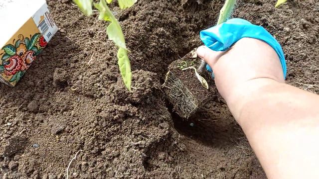Высаживаем рассаду томатов. Биопрепараты мне в помощь. смотреть онлайн
