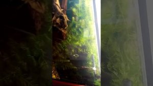 №14 как избавится от зеленого налета в аквариуме