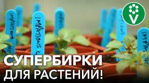 НЕУБИВАЕМЫЕ И БЕСПЛАТНЫЕ БИРКИ ДЛЯ САДА И ОГОРОДА. Как сделать бирки своими руками?