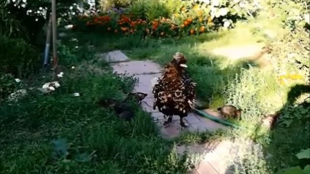 СКАЗКА ПРО ПРИВЕРЕДУ смотреть онлайн