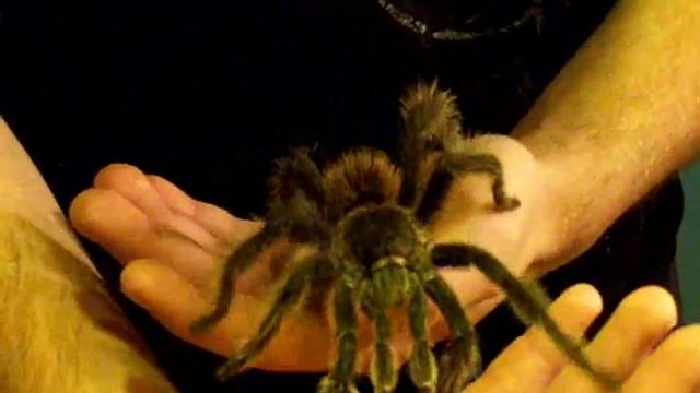 My pet Goliath Bird Eater Spider/Tarantula смотреть онлайн