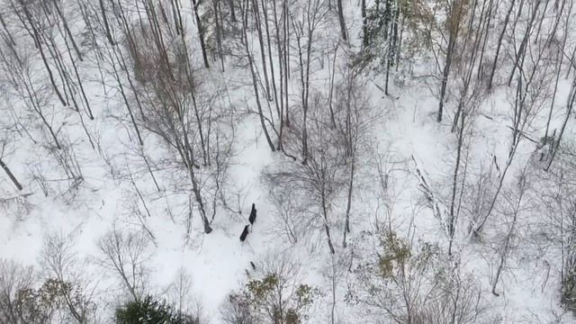 охота с лайкой на лося с квадрокоптера смотреть онлайн