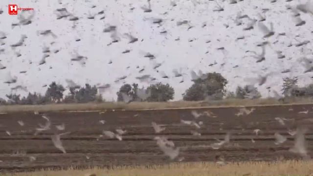 Нашествие азиатской саранчи в Нефтекумском районе смотреть онлайн