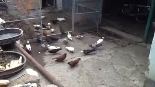 Голуби смотреть онлайн