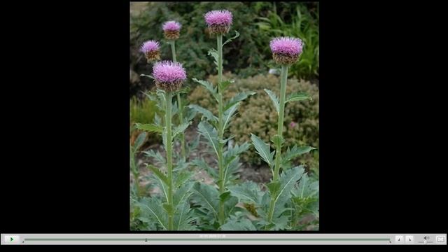 Левзея сафлоровидная Полезные свойства смотреть онлайн