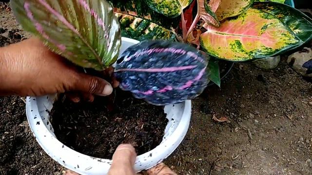 Cara Menanam Calathea смотреть онлайн