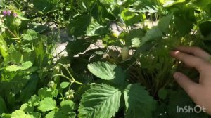 Земляника ремонтантная Руяна, Золотинка. Выращенная из семян.