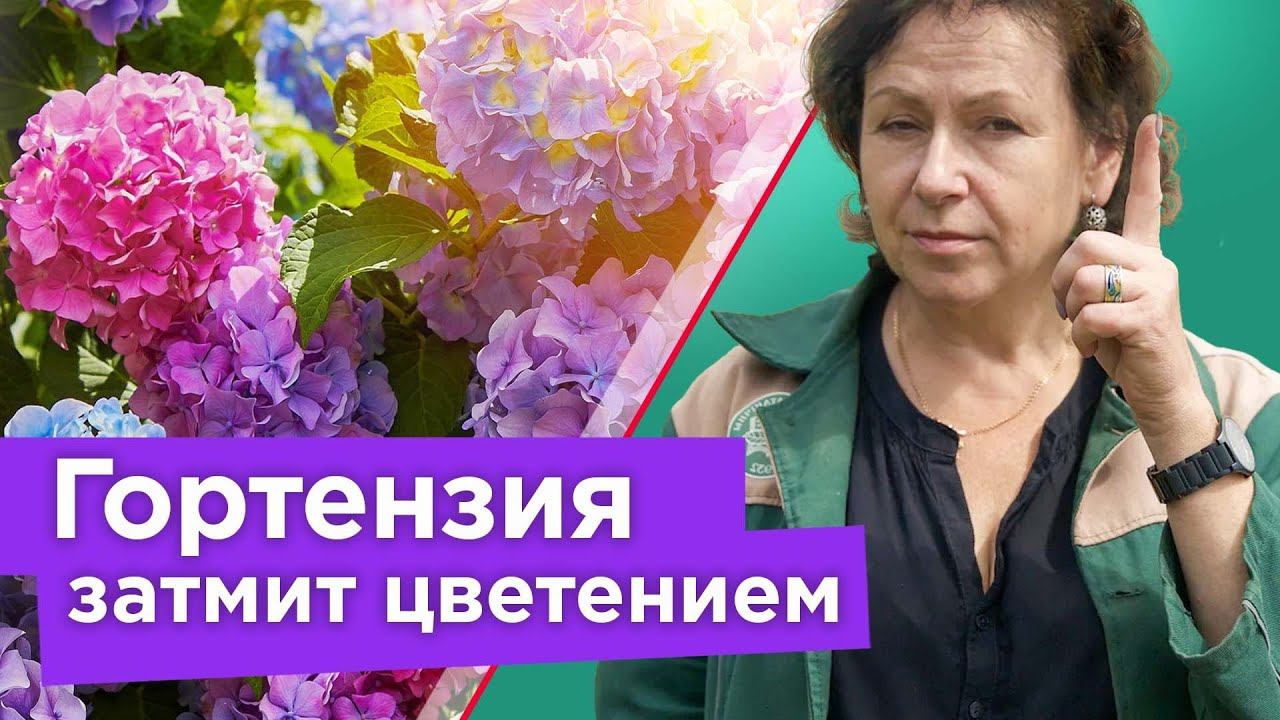 ГОРТЕНЗИЯ ЦВЕТЕТ ОГРОМНЫМИ ШАПКАМИ, если знать эти нюансы! Подкормка, уход, черенкование гортензии смотреть онлайн
