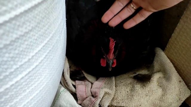 МУСКУСНАЯ УТКА И СОТНЯ  УТЯТ! СКОЛЬКО УТЯТ ВЫВЕЛА УТКА! УТЯТА МУСКУСЫ!  ПРИМЕТ ЛИ УТКА ЧУЖИХ УТЯТ?