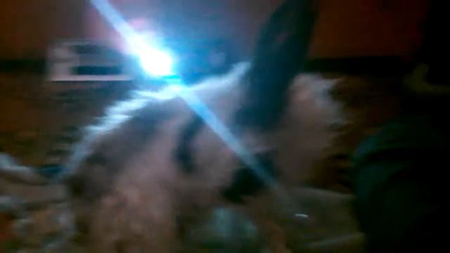 Моем кролика смотреть онлайн