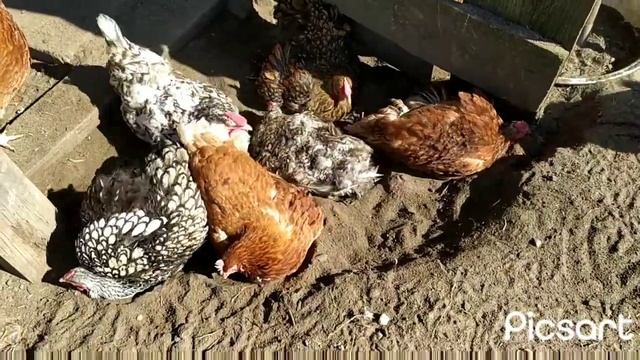 инкубация гусиных яиц, сетка рабица. смотреть онлайн