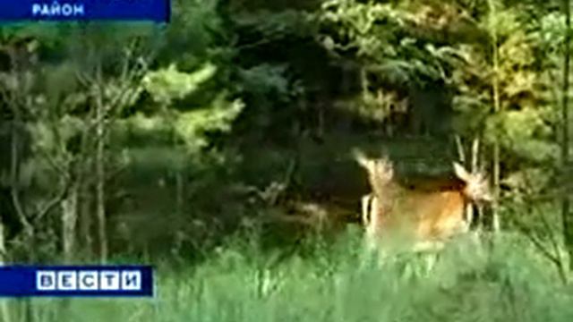 Донские лани смотреть онлайн