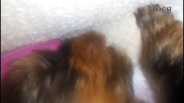 Сон йорка в нашем доме)Sleep York.