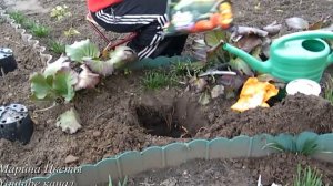 ПОСАДКА ПОЛИАНТОВОЙ РОЗЫ. Когда и как правильно сажать розы. Выращивание, уход, удобрение роз