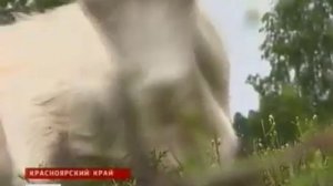 «Не будет вашего итальянского сыра» -  Русский американец