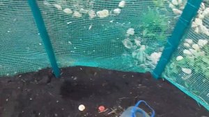 САМАЯ УДОБНАЯ ОПОРА ДЛЯ ГЛАДИОЛУСОВ.ВЫСАЖИВАЮ ГЛАДИОЛУСЫ В ОТКРЫТЫЙ ГРУНТ.