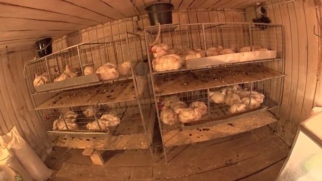 Росс 308 и Адлерская Серебристая Отличная инкубация. Начинаю забой бройлера КОББ 500 смотреть онлайн