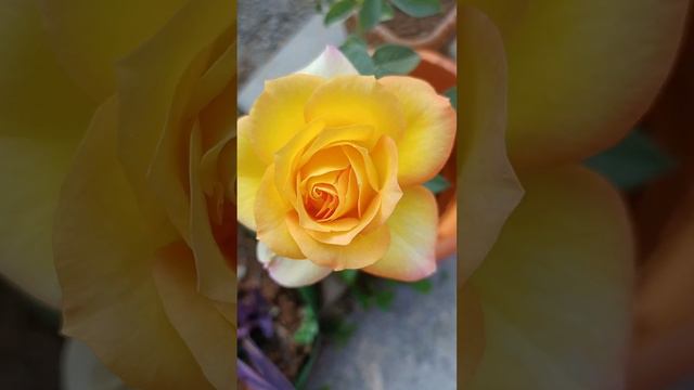 yellow rose ll beautiful flower ll #short #my sweet garden смотреть онлайн