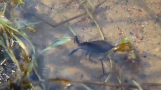 Водяной скорпион обыкновенный / Nepa cinerea смотреть онлайн