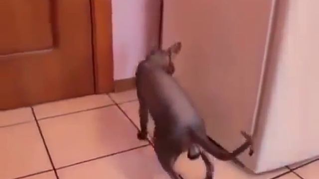 Говорящий кот Сфинкс \ Talking Cat Sphinx