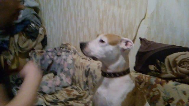 "телячьи нежности" смотреть онлайн