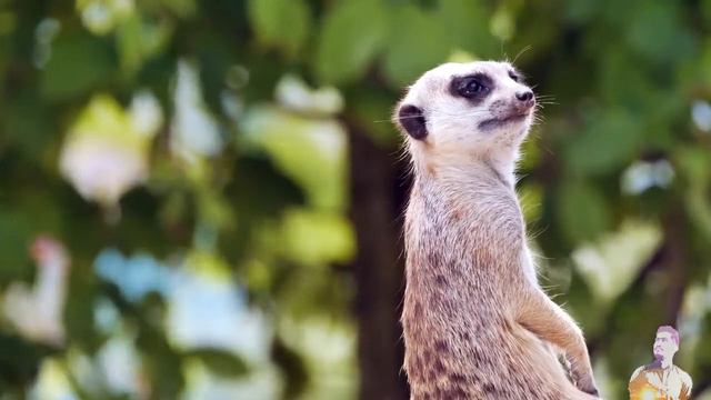 My Animal Planet - Beautiful Nature - Amazing Animals| Animals For Kids | TV Shows For Kids