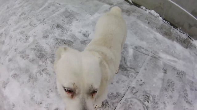 Среднеазиатская овчарка ,,Я ЛУЧШАЯ . смотреть онлайн