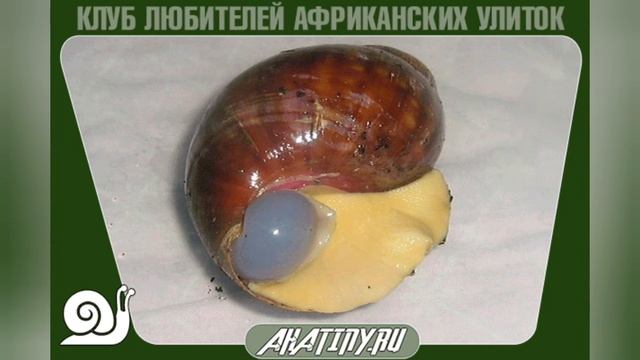 6 основных болезней улиток и как их лечить | Ахатины и архахатины смотреть онлайн