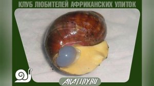 6 основных болезней улиток и как их лечить | Ахатины и архахатины
