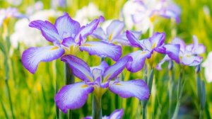 Утренняя молитва о исцелении бронхита на русском языке