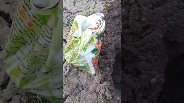 Как размножать крыжовник.Посадка крыжовника. #shorts смотреть онлайн