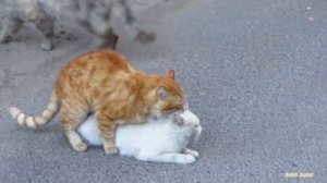 Cats mating - Group cats mating on the street