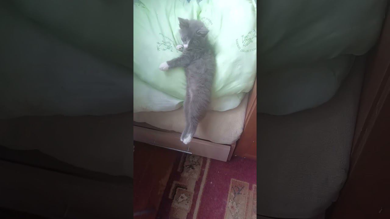 Марта акробатка)#котенок #cat смотреть онлайн