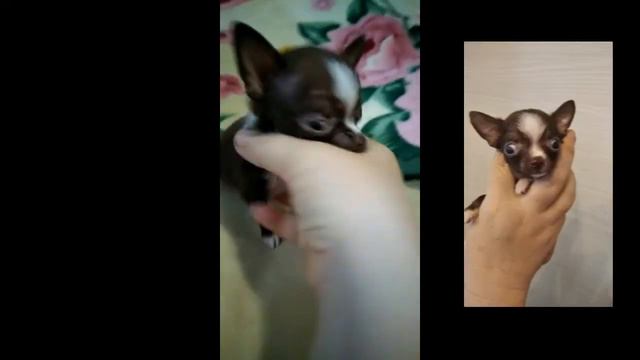 МИНИ МАЛЬЧИК ЧИХУАХУА смотреть онлайн
