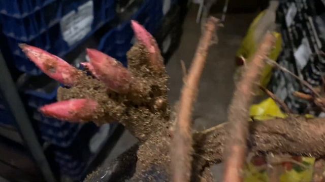 Рассылка пионов идет полным ходом. Пион Seidl’s Super на весну 2023 смотреть онлайн