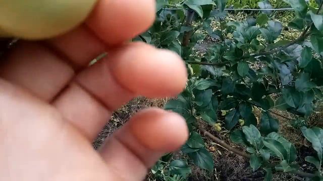 Плодоношения карликового подвоя М9 смотреть онлайн