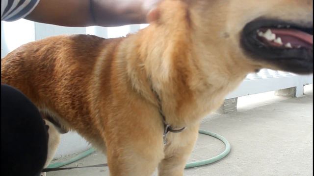Pitbull and German Shepherd Mix Breed Dog One Year Update смотреть онлайн