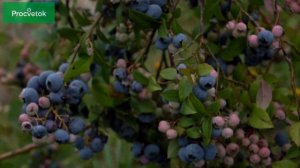 Голубика Денис Блю: описание сорта