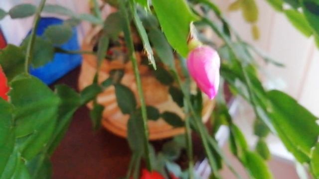 Почему зацвел декабрист#цветы смотреть онлайн