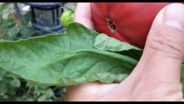 2019 Tomato Growing: EP3 It's Tomato Season! смотреть онлайн