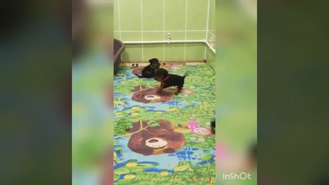 Щенки Цвергпинчера Питомник смотреть онлайн