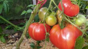 Характеристики и описание томатов сорта Чудо земли