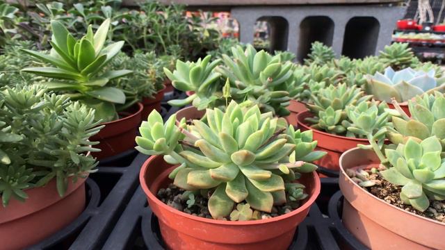 Succulent Plant Echeveria Marcus 多肉植物馬庫斯 смотреть онлайн