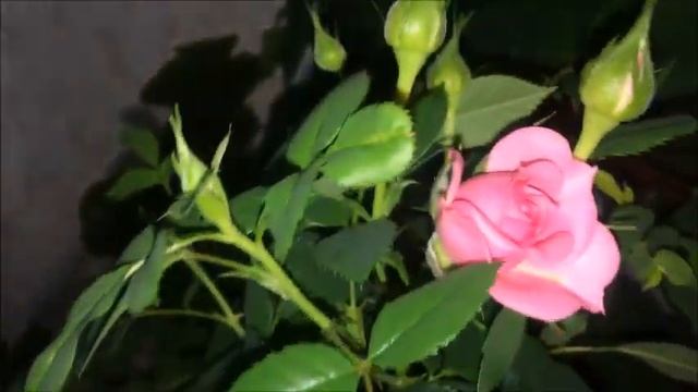 ЧТО ДЕЛАТЬ ЕСЛИ РОЗА НЕ ЦВЕТЕТ смотреть онлайн