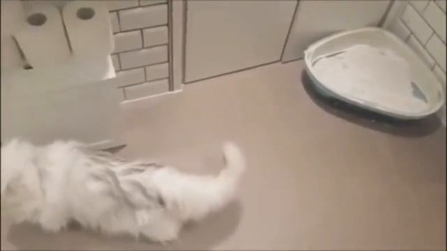 BEST OF MA GET THAT FUCKING CAT (WilfredWarrior) смотреть онлайн