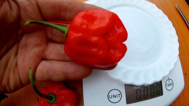 Habanero Martinigue - Хабанеро Мартинике смотреть онлайн