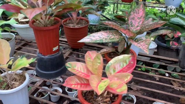 Aglaonema Moonlight Bunga Orang Kaya| Hunting Aglaonema Harga Sultan