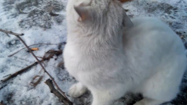 Породистая кошка на улице. Порода Као-Мани смотреть онлайн