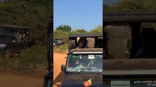Aggressive elephant attacks people. Yala park Sri Lanka смотреть онлайн